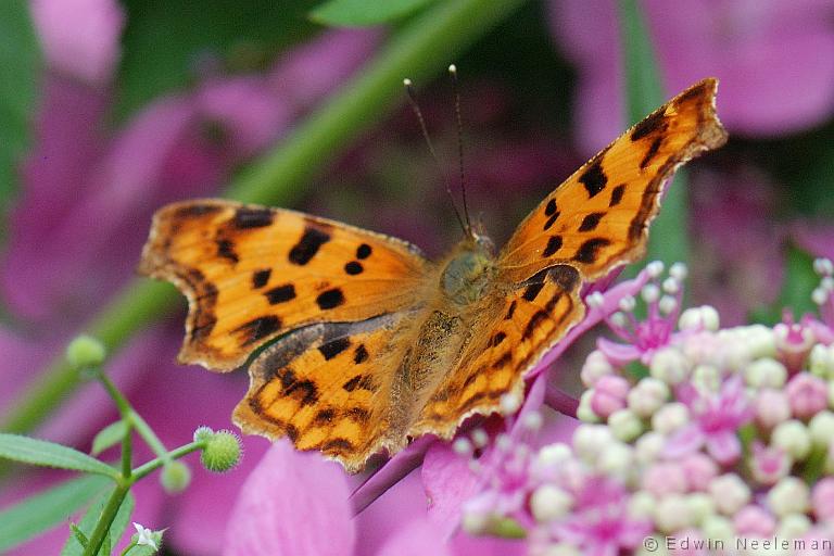 ENE-20090714-0270.jpg - [nl] Gehakkelde aurelia ( Polygonia c-album )[en] Comma ( Polygonia c-album )